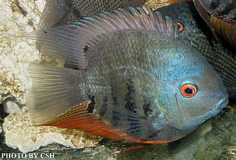 波羅魚種類|市售菠蘿魚系列圖鑑(Heros Severus/Severum Cichlid series。